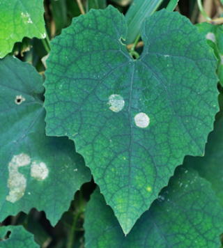 カラスウリの葉の丸い模様の写真