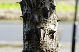 ハリギリ”冬の樹皮”の写真