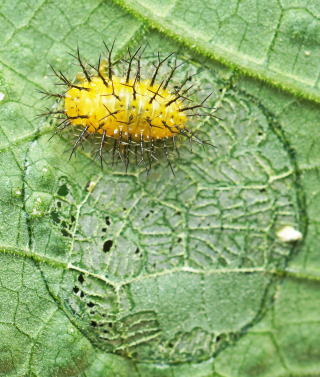 トホシテントウの幼虫