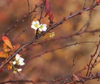 季節外れのユキヤナギの花