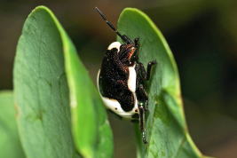 アカスジキンカメムシ幼虫の写真