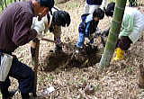 タケノコ掘りの写真